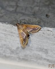 Diaphania fumosalis