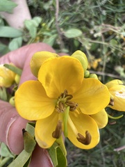 Senna corymbosa