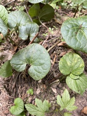 Asarum caudatum