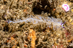 Pteraeolidia ianthina