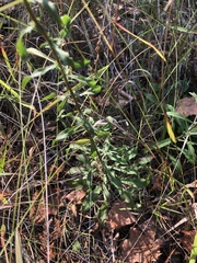Solidago puberula pulverulenta