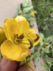 Senna corymbosa