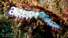 Pteraeolidia ianthina