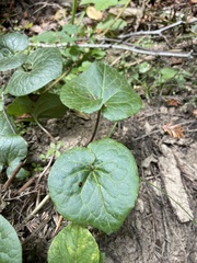 Asarum caudatum
