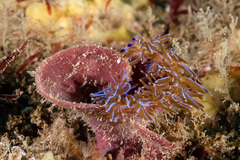 Pteraeolidia ianthina