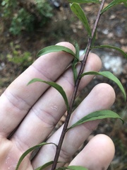 Solidago puberula pulverulenta
