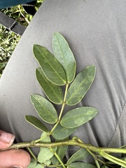 Senna corymbosa