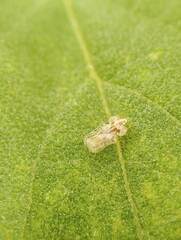 Tingidae