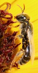 Cockerellia