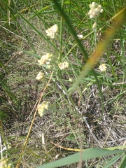 Pseudognaphalium stramineum