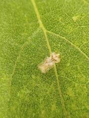 Tingidae