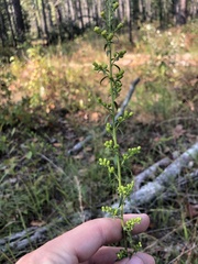 Solidago puberula pulverulenta