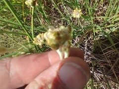 Pseudognaphalium stramineum