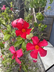 Mandevilla sanderi