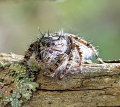 Phidippus mystaceus