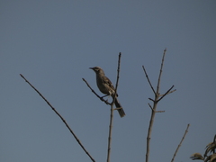 Mimus longicaudatus