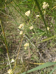 Pseudognaphalium stramineum