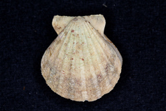 Pectinidae