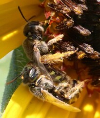 Cockerellia