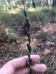 Liatris pilosa