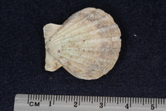 Pectinidae