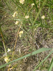 Pseudognaphalium stramineum