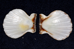 Pectinidae