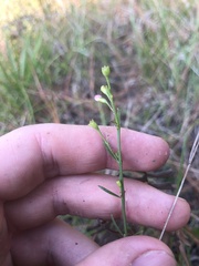 Agalinis obtusifolia