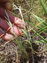 Pseudognaphalium stramineum