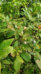 Vaccinium stamineum