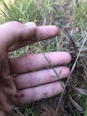 Agalinis obtusifolia