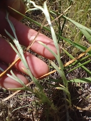 Pseudognaphalium stramineum