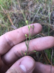 Agalinis obtusifolia
