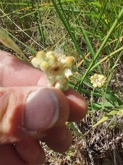 Pseudognaphalium stramineum