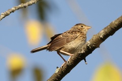 Ammodramus savannarum