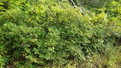 Vaccinium stamineum