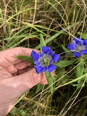 Gentiana puberulenta
