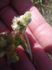 Pseudognaphalium stramineum