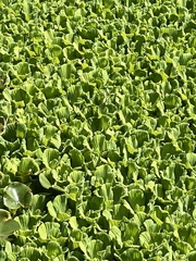Pistia stratiotes