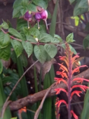 Sephanoides sephaniodes