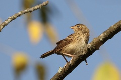 Ammodramus savannarum