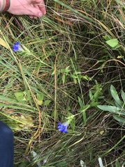 Gentiana puberulenta