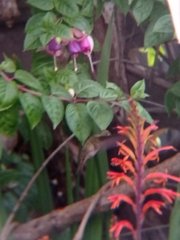 Sephanoides sephaniodes