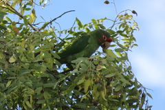 Psittacara mitratus