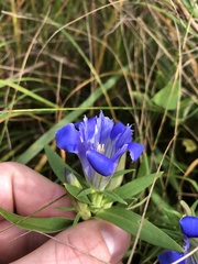 Gentiana puberulenta