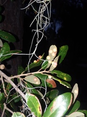 Belonocnema treatae