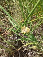 Pseudognaphalium stramineum