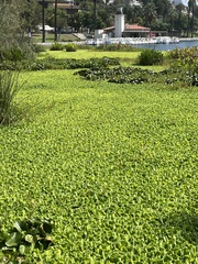Pistia stratiotes