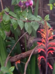 Sephanoides sephaniodes