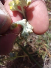 Pseudognaphalium stramineum